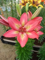 [4017 Arsenal No02.JPG]